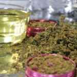Cannabis